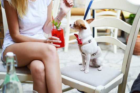 Dog friendly cafe on the Gold Coast | Pets Juicy in Miami