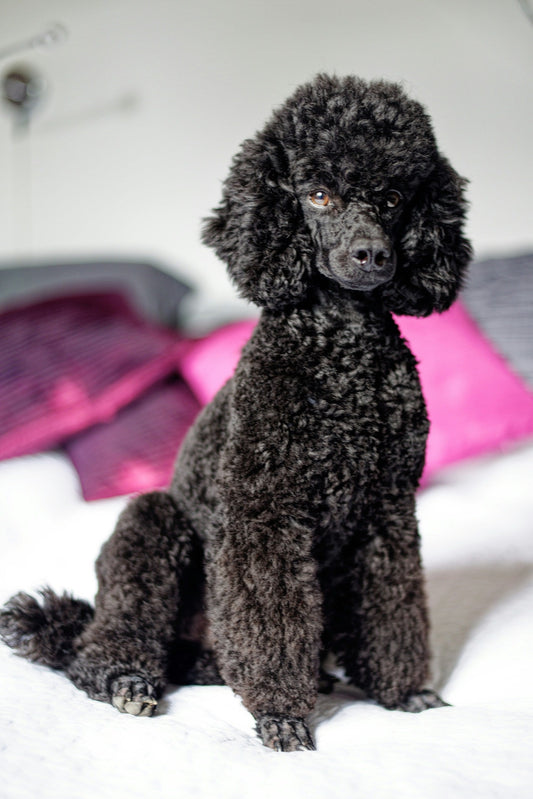Professional Poodle haircut at Pets Juicy in Miami, Gold Coast