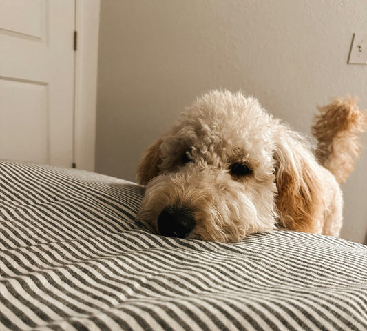 Groodle Grooming Gold Coast