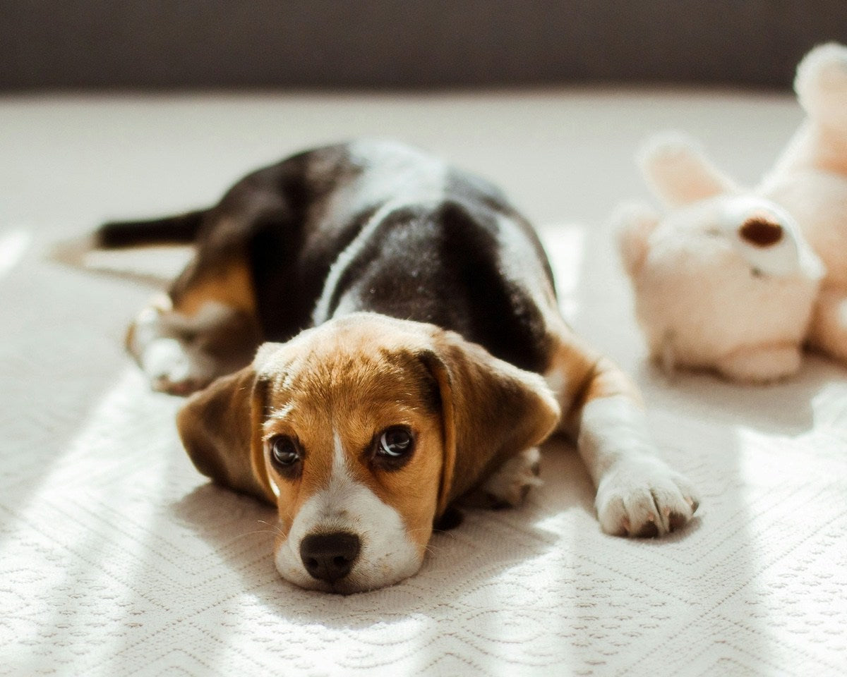 Beagle puppy lying on a rug with another puppy behind