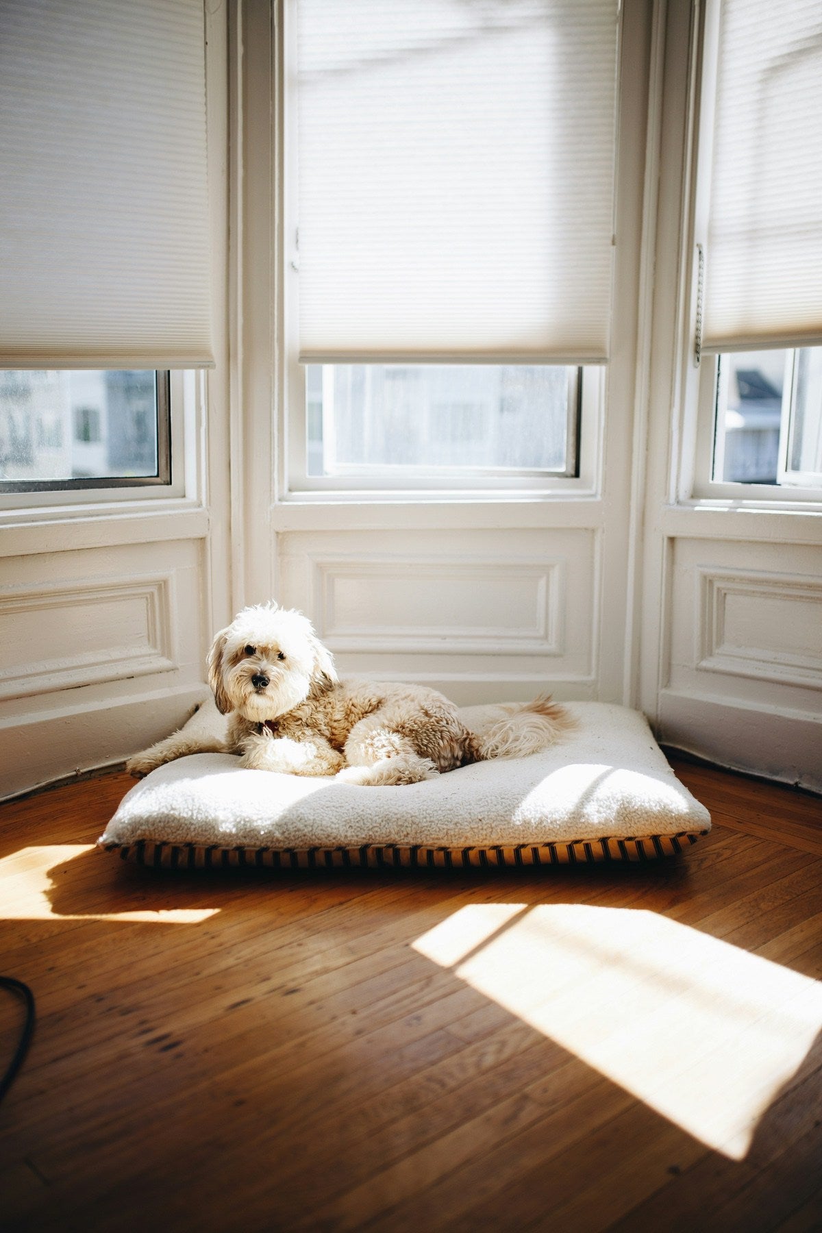 Curly cream dog resting on a cushion in a sunny room