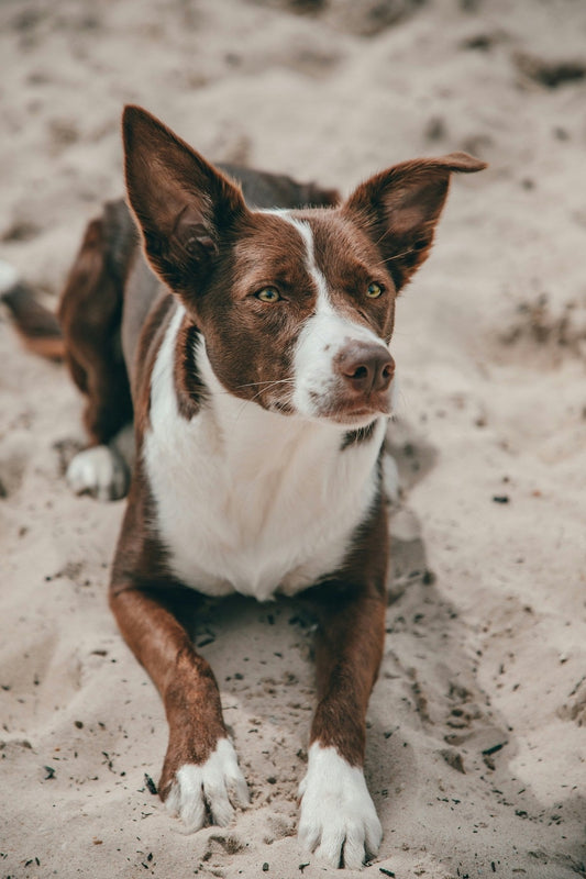 Kelpie Grooming Gold Coast