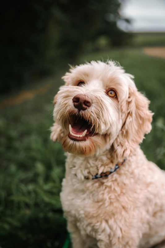 Labradoodle Grooming Gold Coast