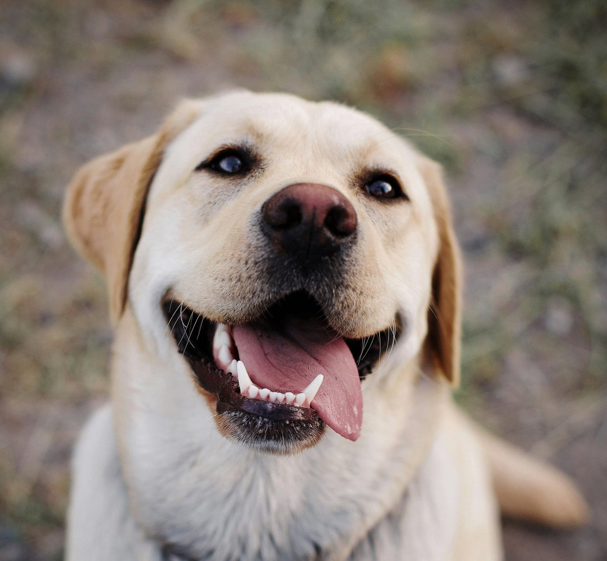 Yellow Labrador smiling with its tongue out