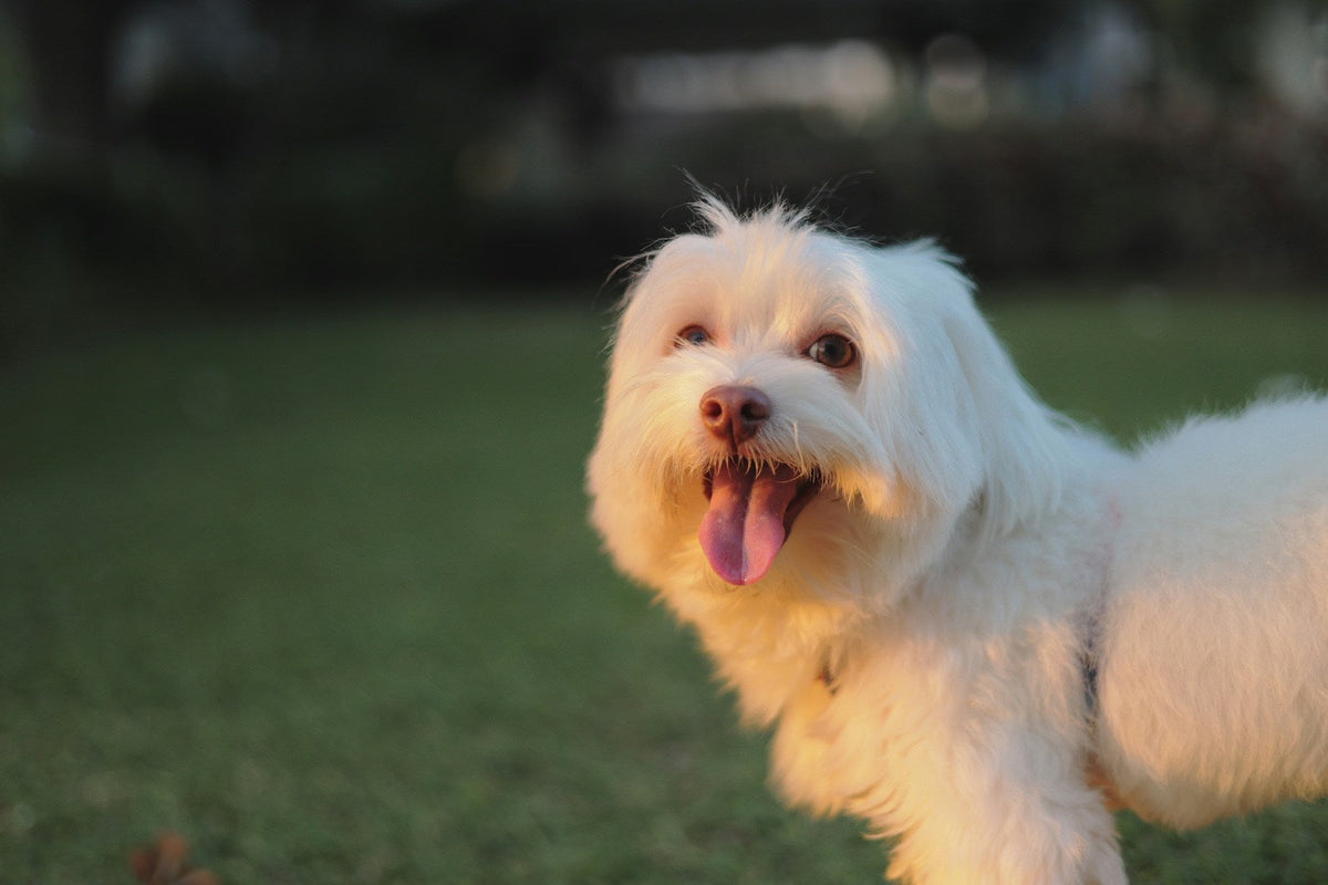 White Maltese with its tongue out on the grass