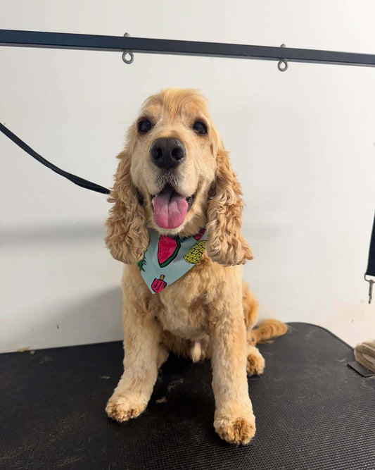 Dog Grooming Palm Beach Queensland