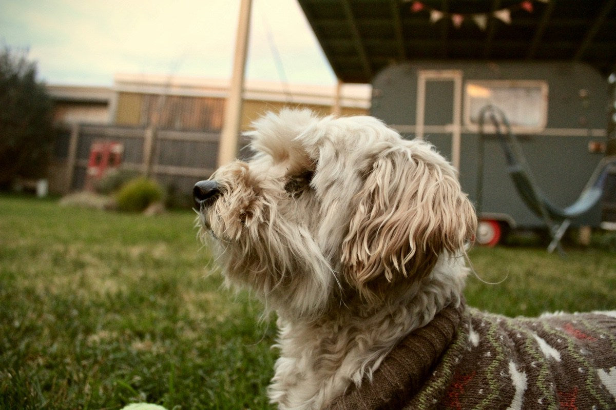 Shaggy cream Moodle sitting in a backyard