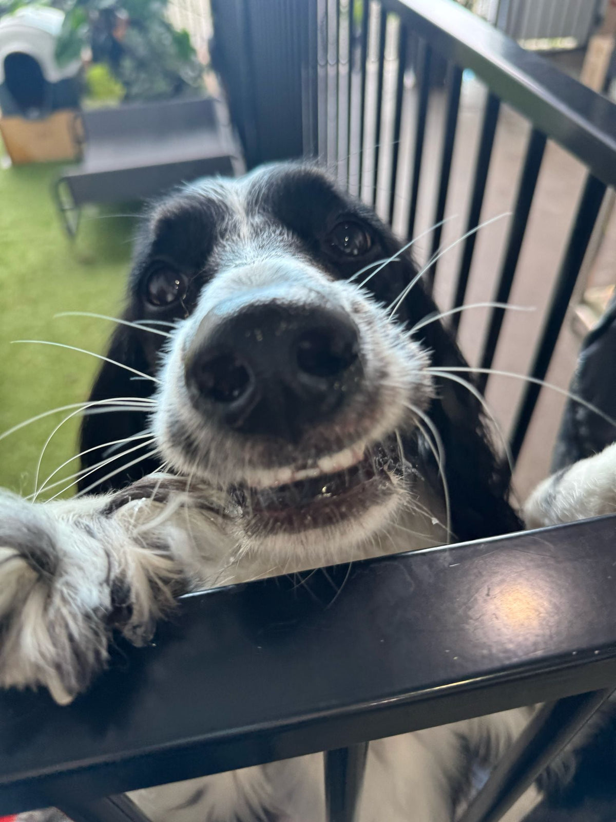 Black and white dog smiling over a gate