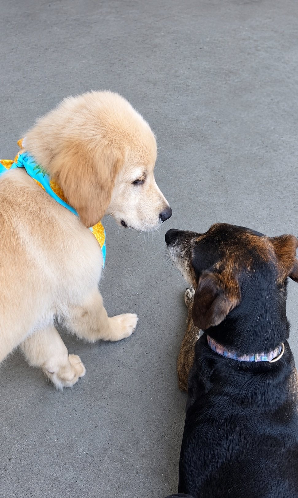 Golden puppy and black puppy greeting each other