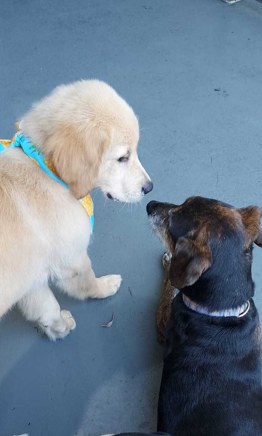 Two puppies greeting each other