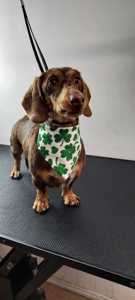 Dog Grooming Size Guide