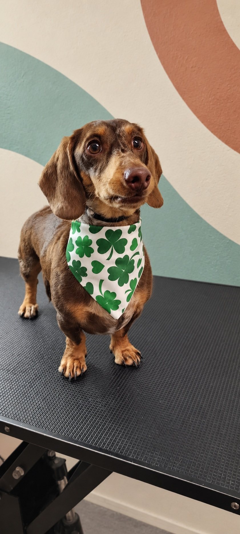Dachshund in a shamrock bandana standing on a grooming table