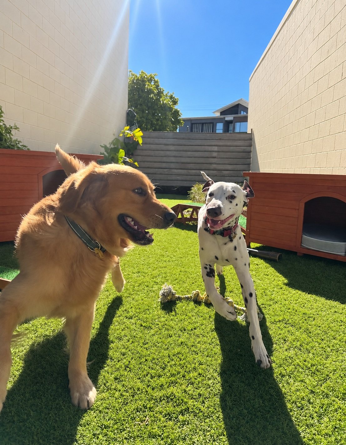 Two dogs playing on the grass in the sun