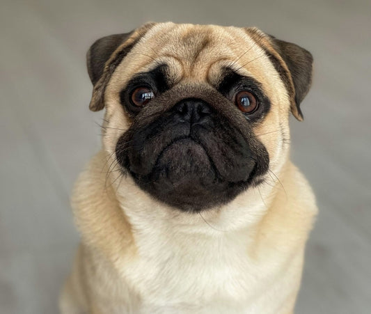 Pug Grooming Gold Coast