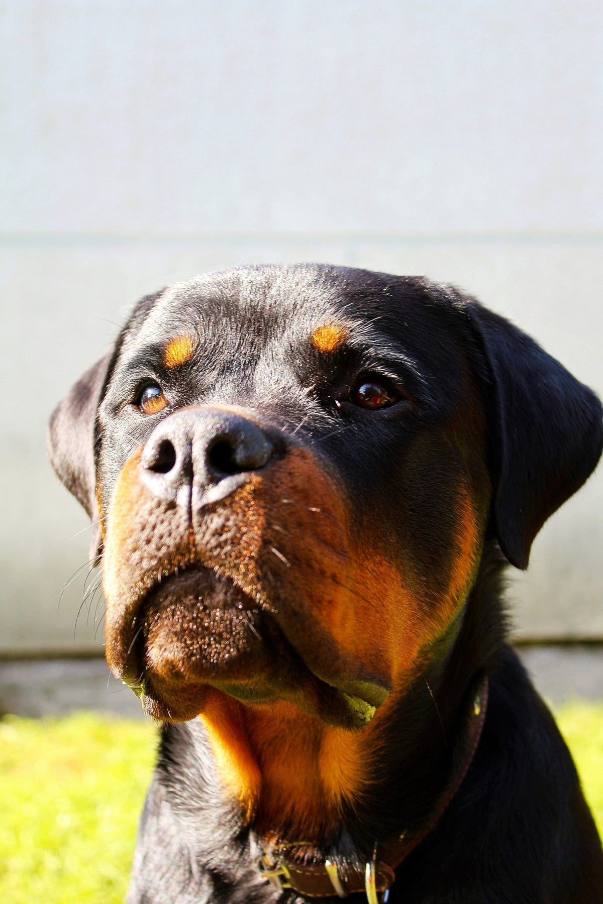 Rottweiler looking up at the camera