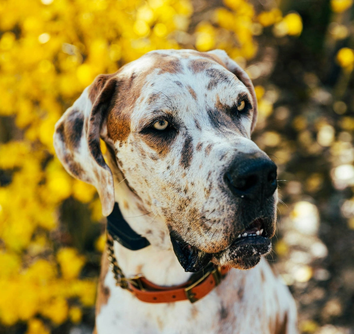 Great Dane Grooming Gold Coast | Big Breed Care - Pets Juicy