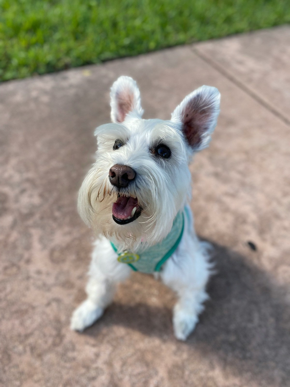 White Miniature Schnauzer standing on a path