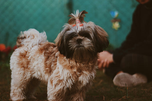 Shih Tzu Grooming Gold Coast