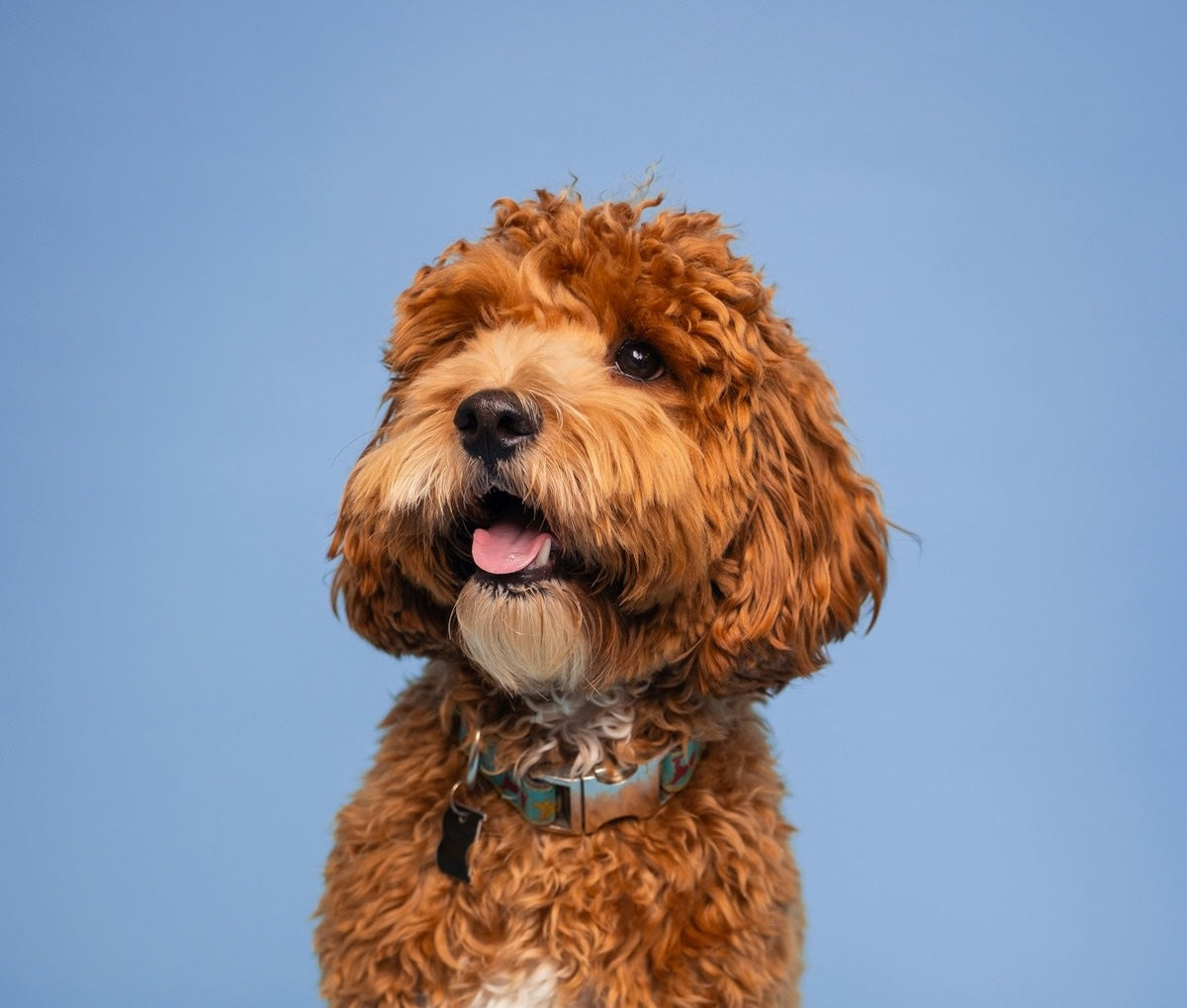 Red Spoodle with a curly coat against a blue sky