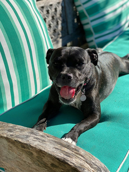 Staffordshire Bull Terrier - Staffy Grooming Gold Coast
