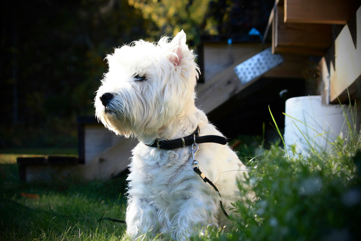 West Highland White Terrier sitting on the grass