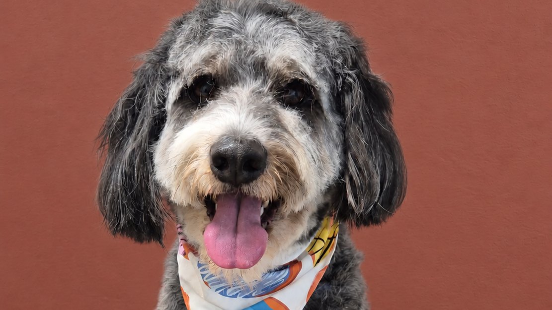 Snickers the merle Aussiedoodle after a groom, tongue out in a bright bandana at Pets Juicy in Miami, Gold Coast