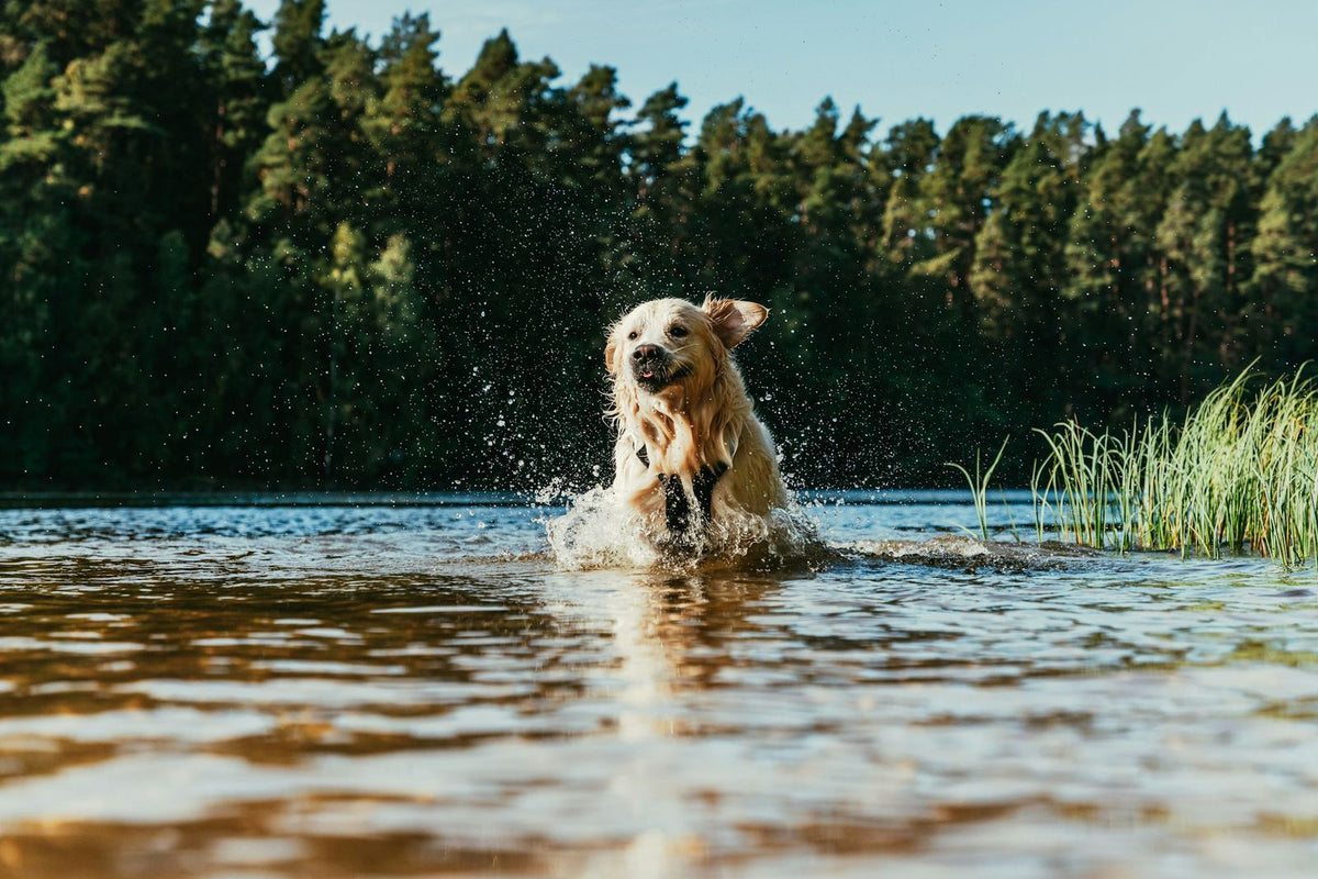 Golden retriever splashing through calm, shallow water with reeds and trees behind