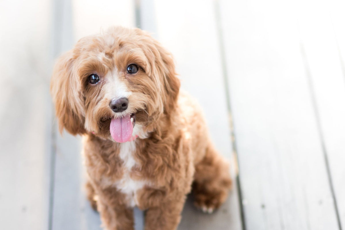 Apricot Cavoodle with a fluffy face and long feathered ears sitting on a timber deck