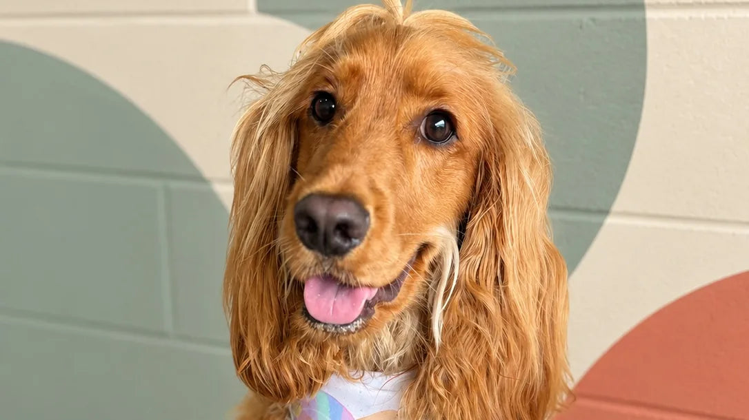 Golden Cocker Spaniel with long feathered ears after a groom at Pets Juicy in Miami, Gold Coast