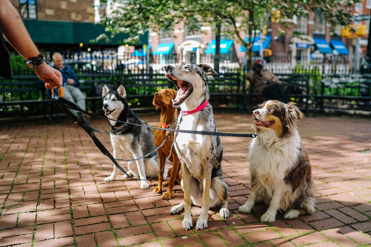 Four dogs on leads sitting together on a paved path beside a park