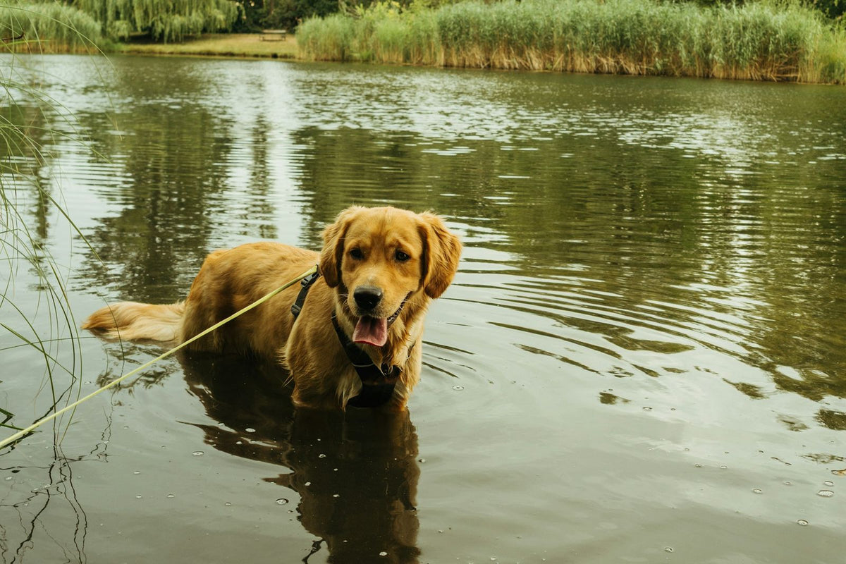 Golden retriever standing in calm, shallow water with reeds and trees behind
