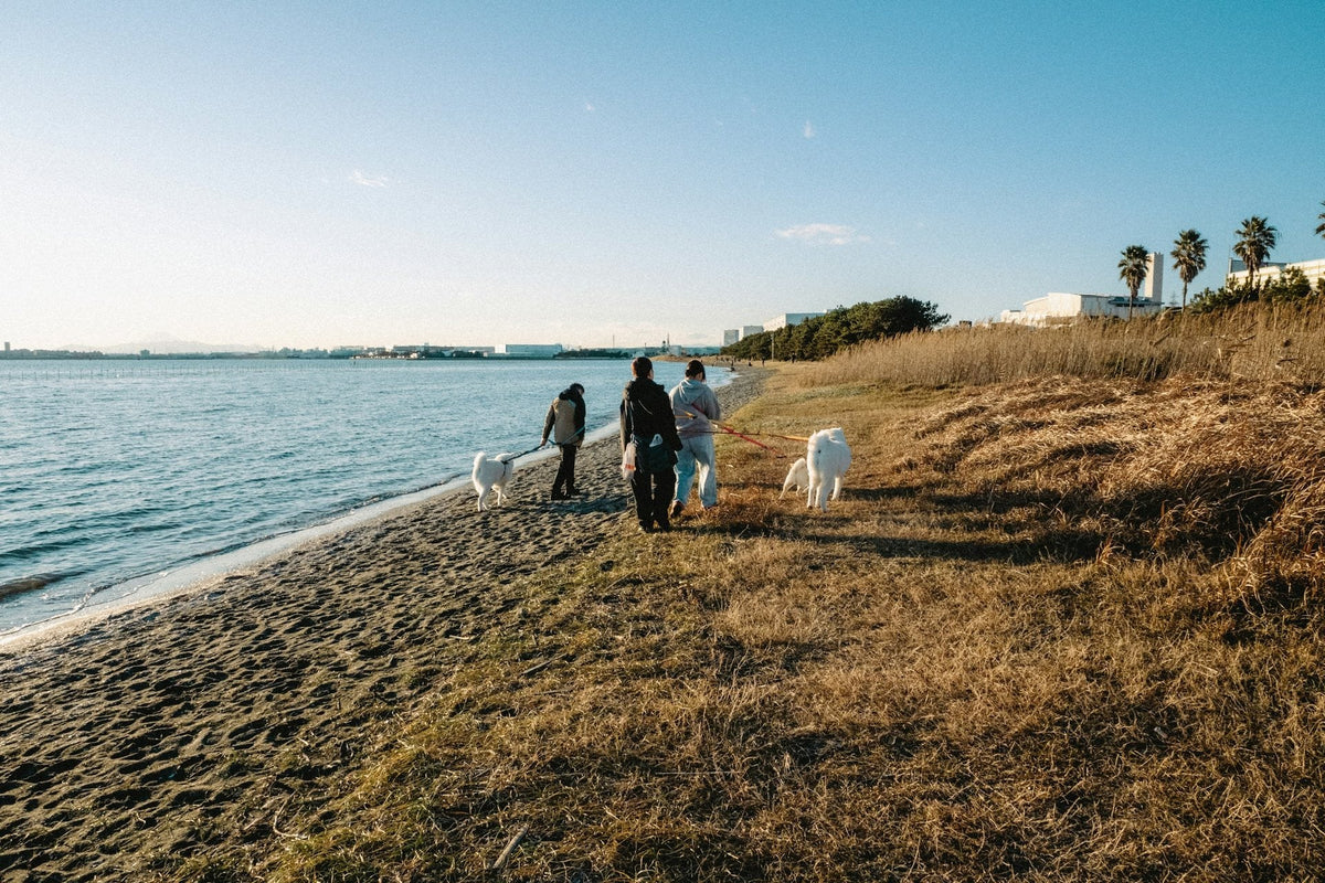 People walking their dogs along a grassy foreshore beside the water on a sunny day