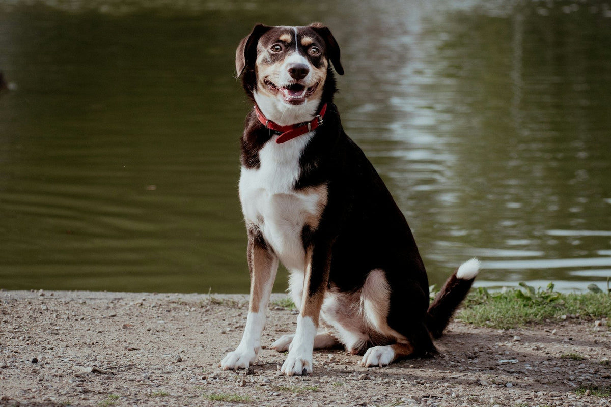 Black, white and tan dog sitting on the bank of a calm lake