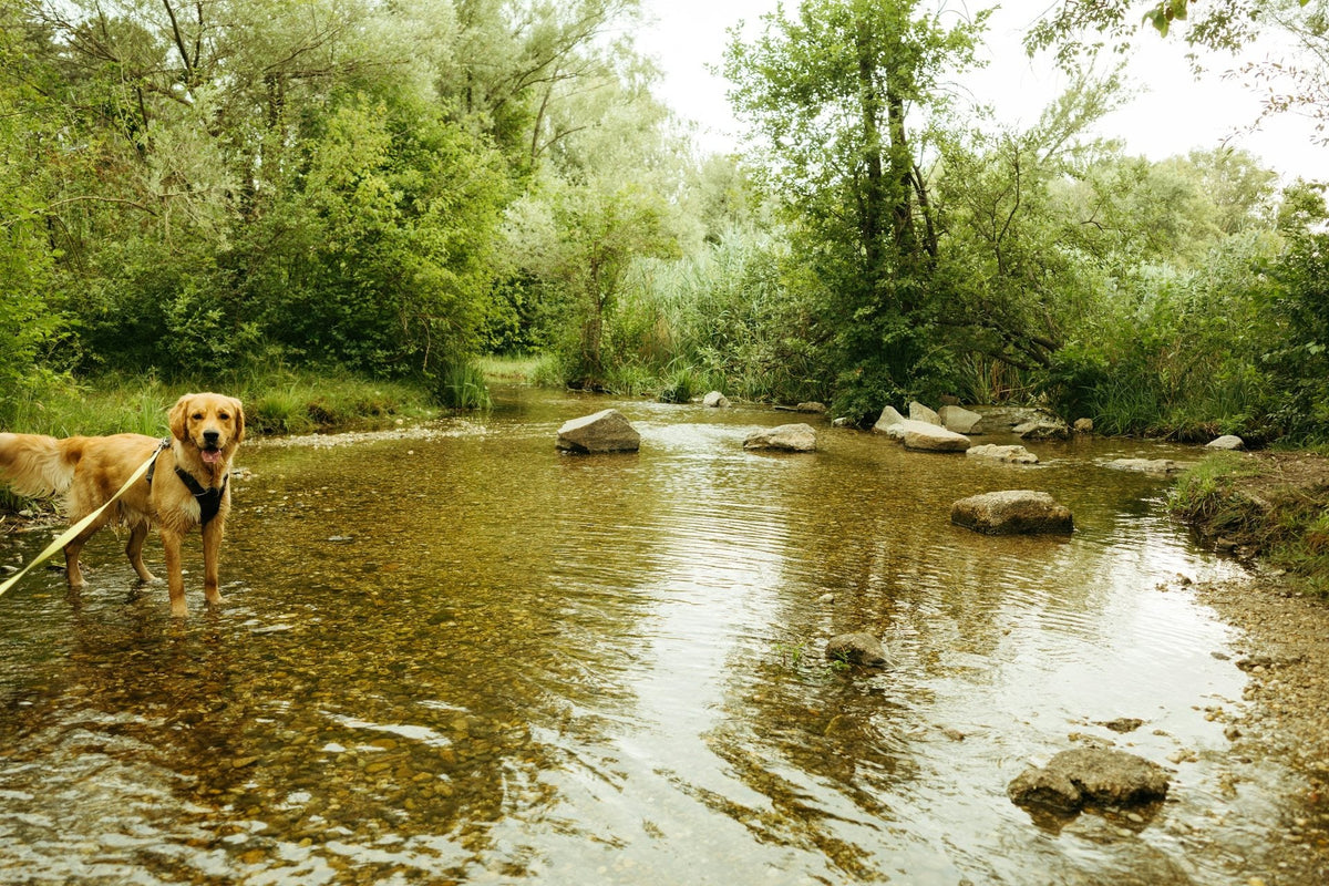 Golden retriever on a lead standing in a shallow, tree-lined creek