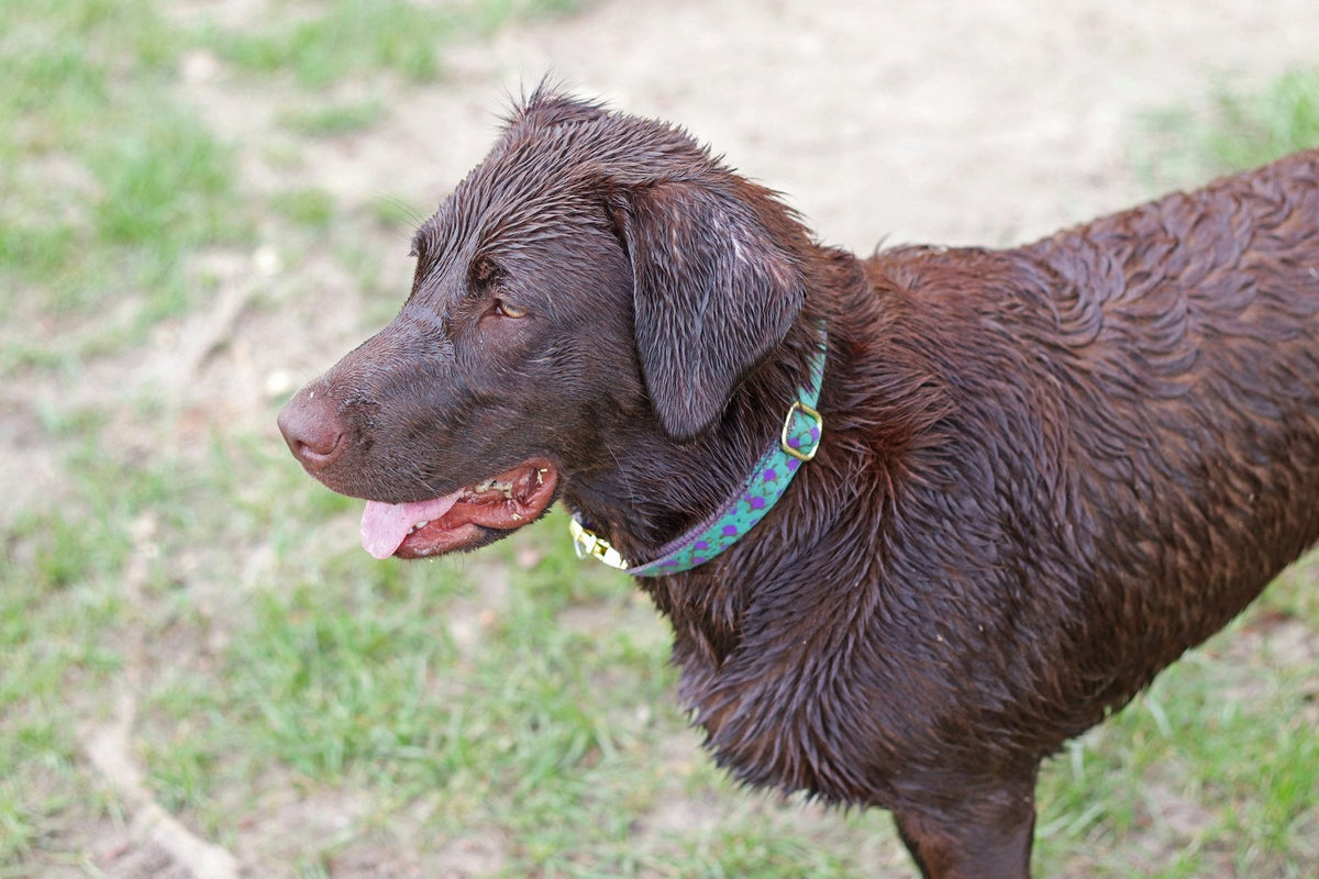 Wet chocolate Labrador standing on the grass after a swim