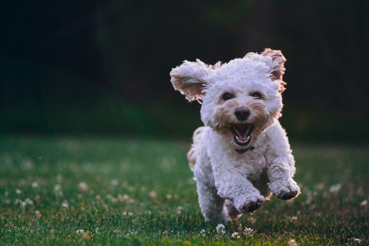 Small white fluffy dog running across green grass in a park