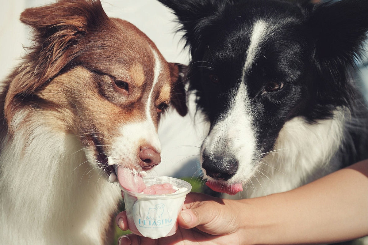 Two Border Collies sharing a small cup of frozen treat held out by their owner