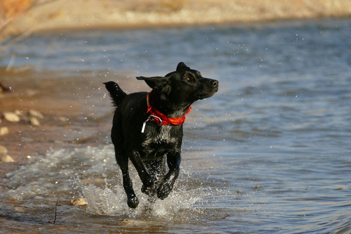 Black dog in a red collar running through shallow water at the shoreline