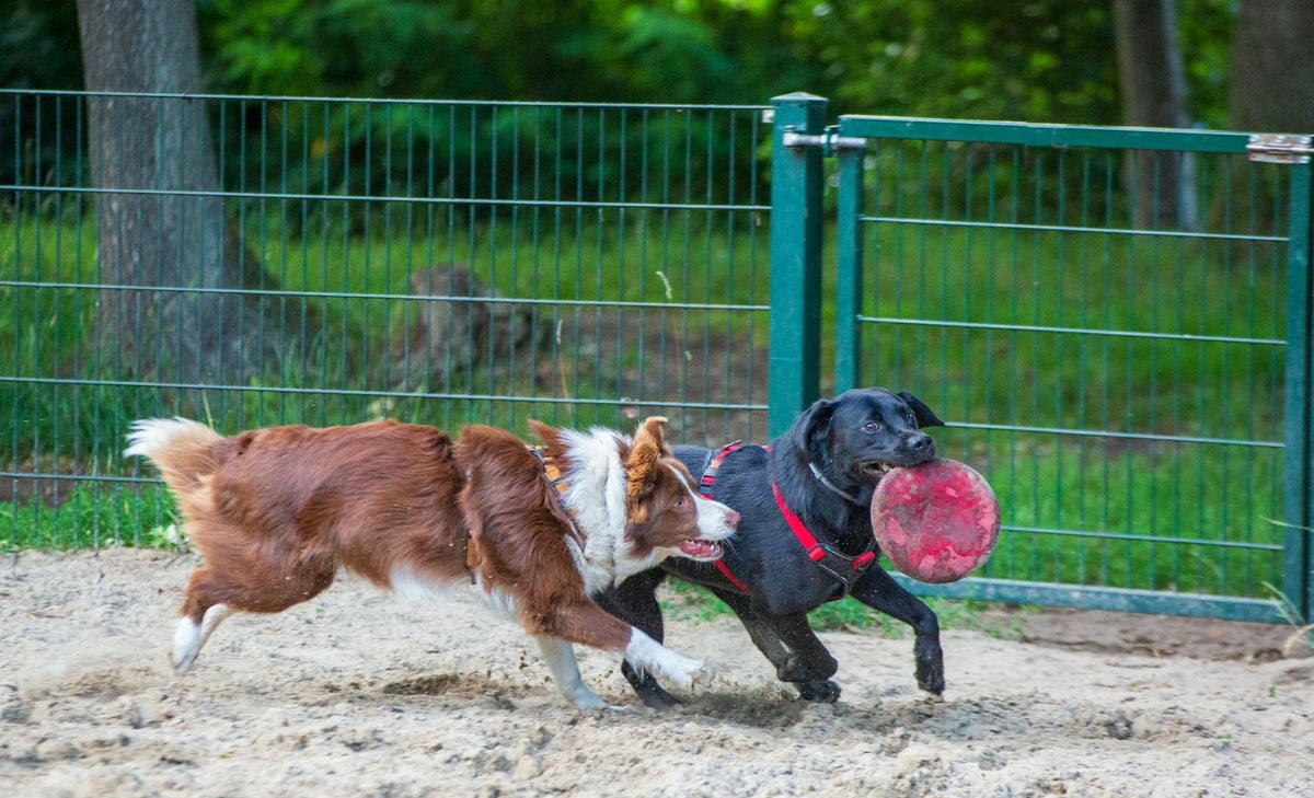 Two dogs tugging a red frisbee beside the fence of a dog park