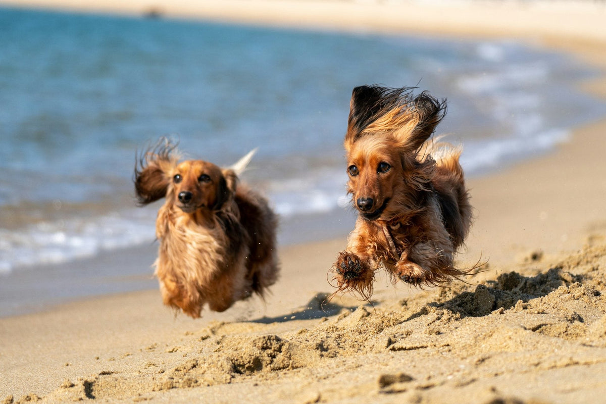 Two long-haired dachshunds running across the sand at the beach