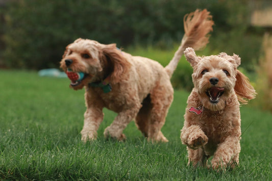 Two curly-coated oodles running across the grass in a park, one carrying a ball