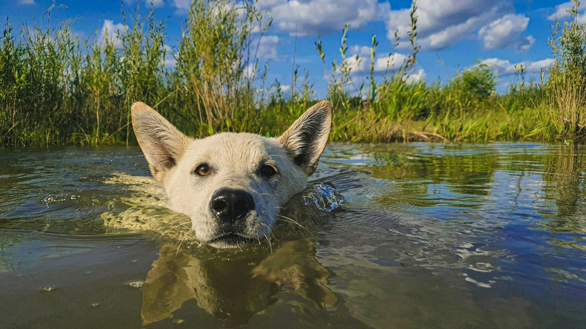 White dog swimming towards the camera with its head above the water