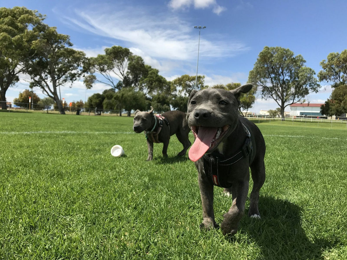 Two grey dogs playing with a ball on a sunny park lawn