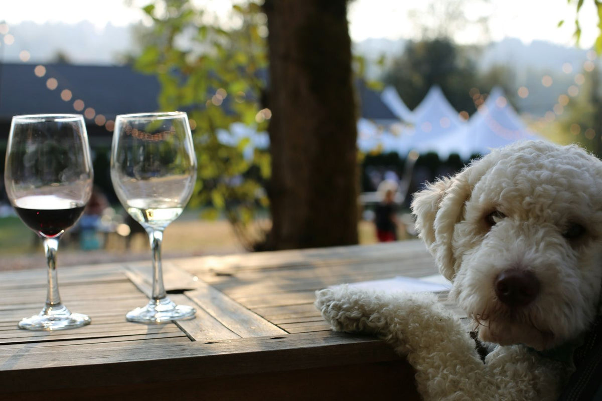 Fluffy white dog resting a paw on an outdoor table beside two wine glasses