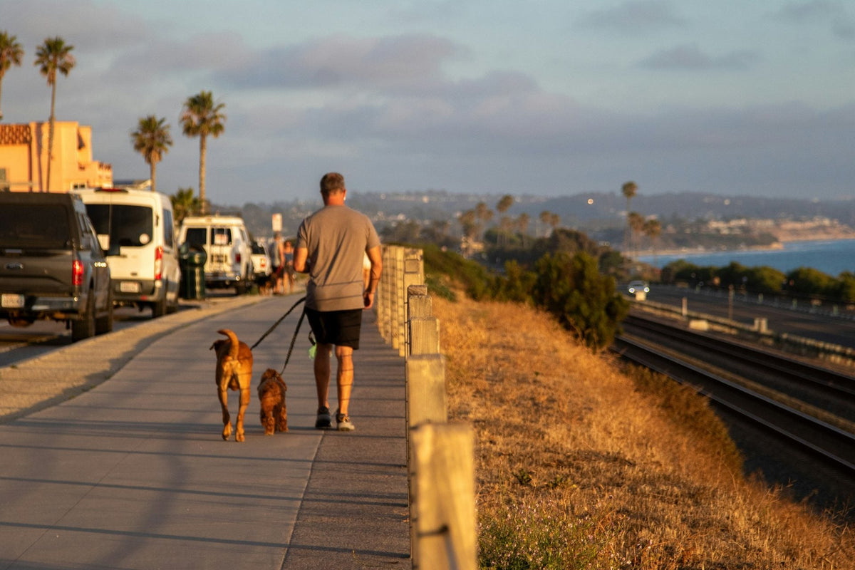 Man walking two dogs on leads along a coastal path in late afternoon light
