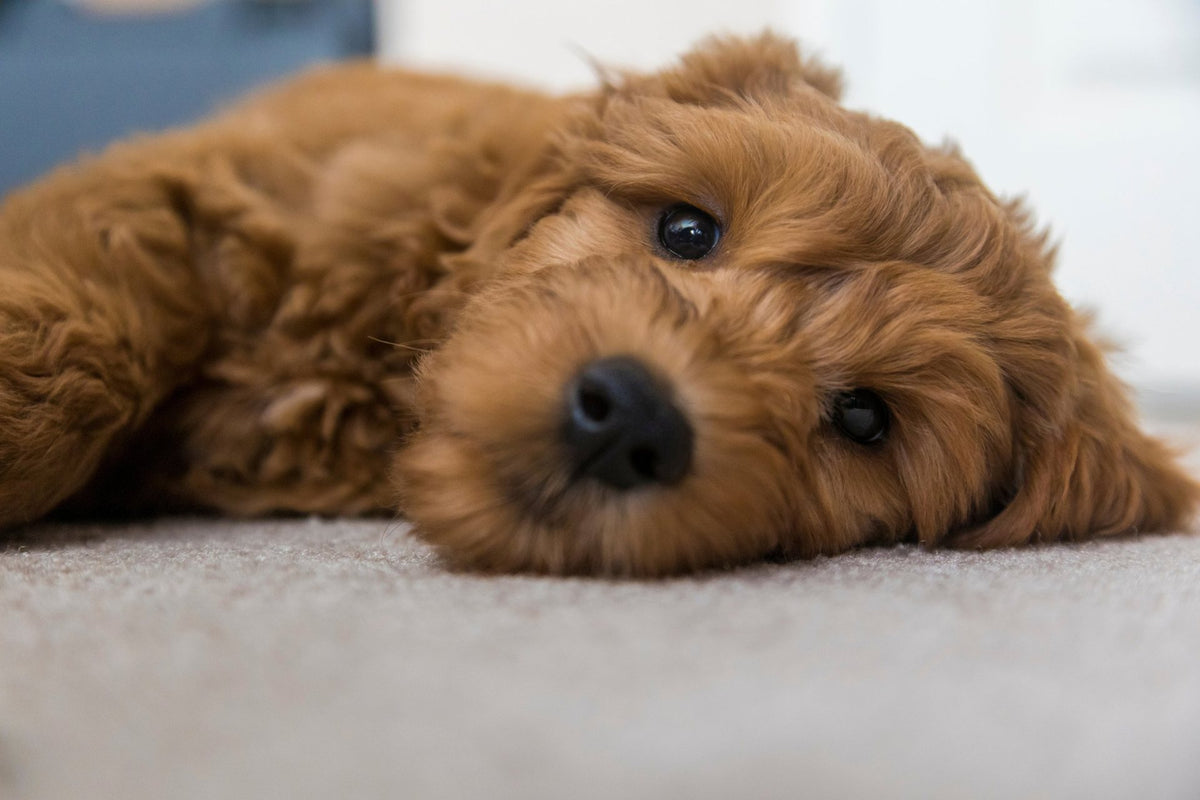 Red curly-coated puppy with a fluffy face lying on the carpet