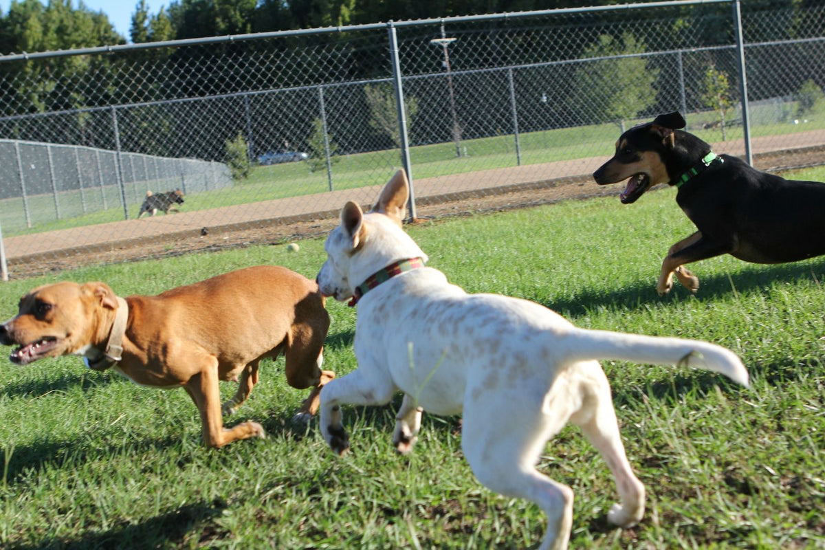 Three dogs chasing each other across the grass inside a fenced dog park