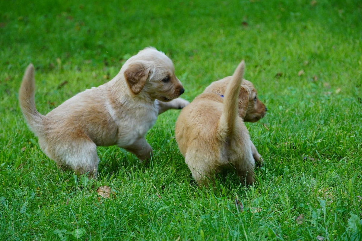 Two golden retriever puppies playing together on green grass