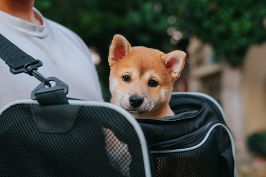 Small puppy peeking out of a mesh pet carrier bag