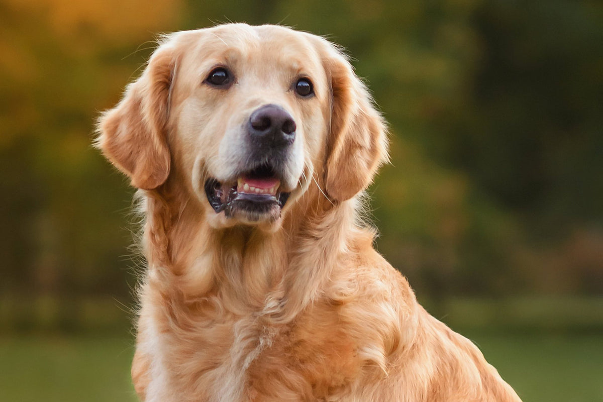 Golden Retriever with a full double coat sitting outdoors